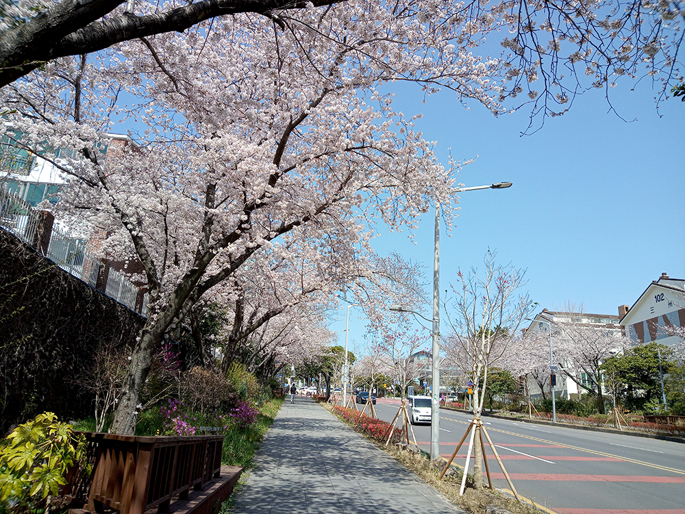 인싸들이 찾는 서귀포 핫플레이스 신서귀로 벚꽃길