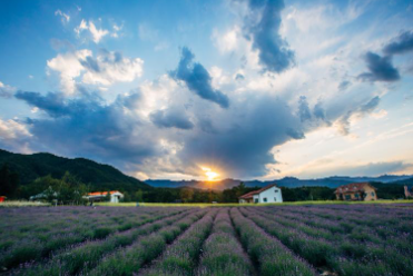 정읍 허브원 라벤더 축제