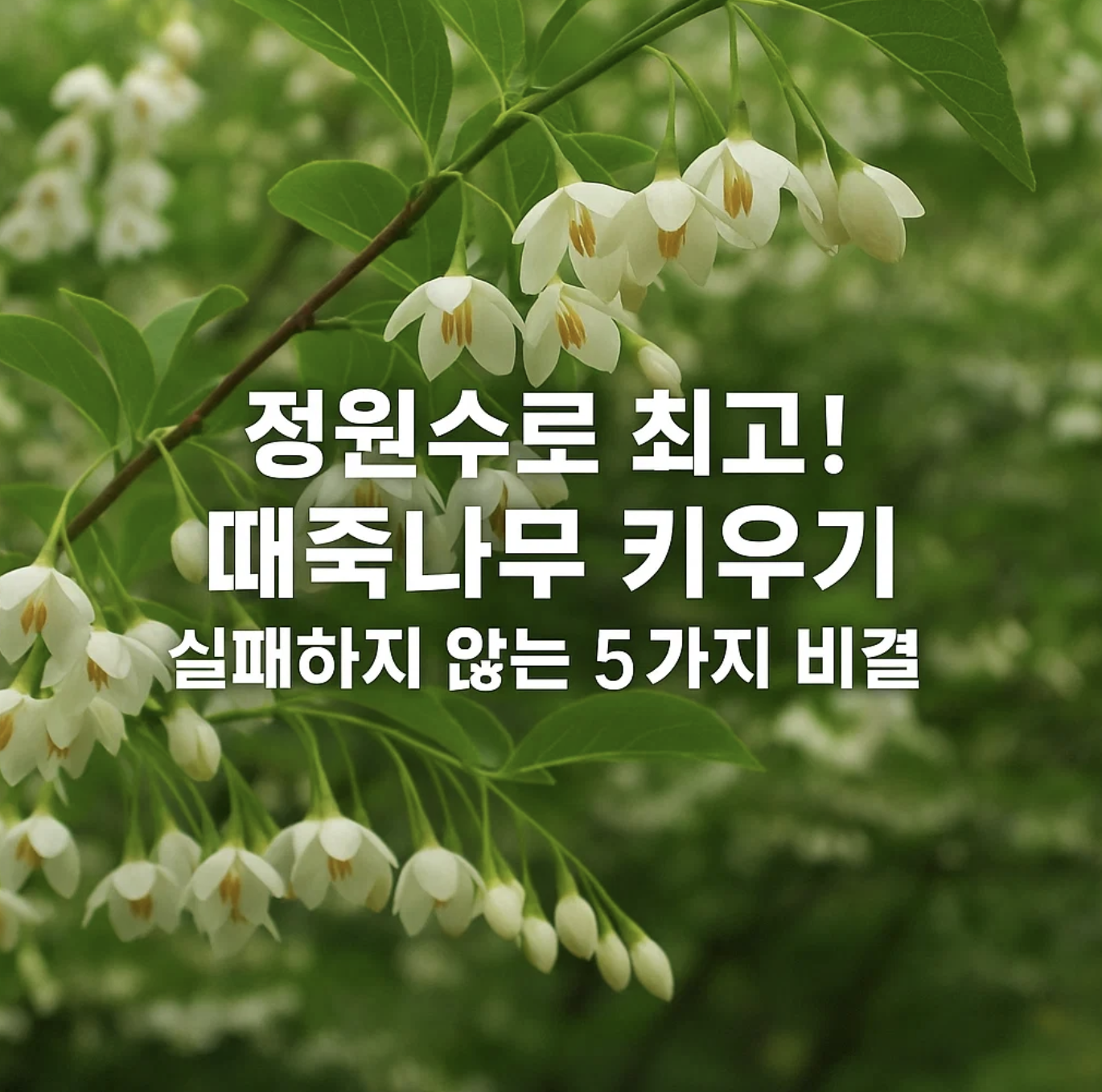 정원수로 최고! 때죽나무 키우기, 실패하지 않는 5가지 비결