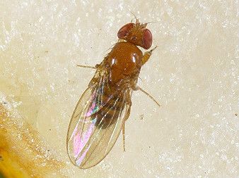 초파리 없애는 방법