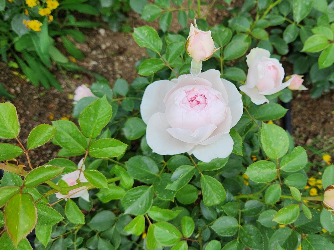 장미 헤르초긴 크리스티아나 Herzogin Christiana