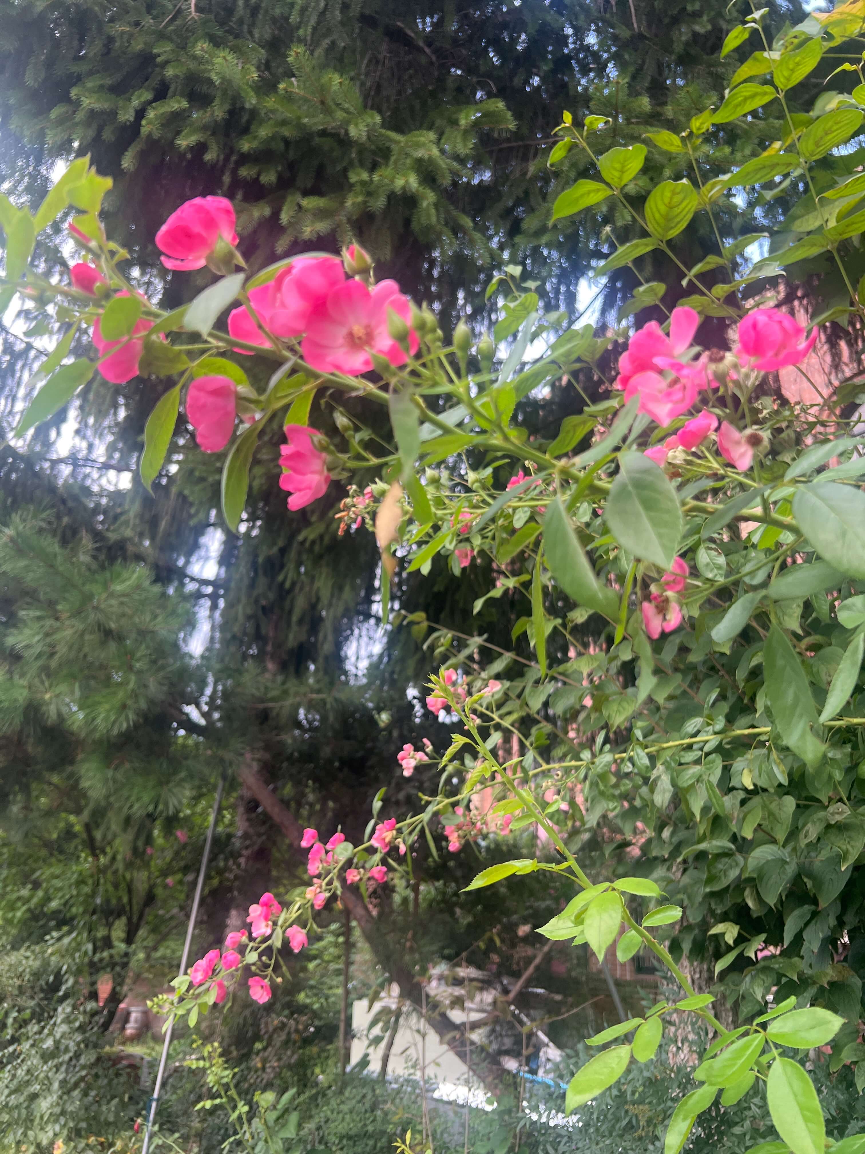 찔레꽃