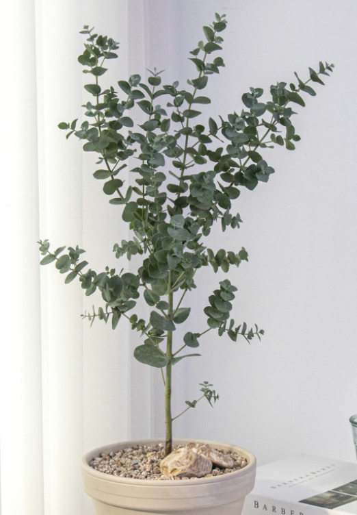 유칼립투스 사진