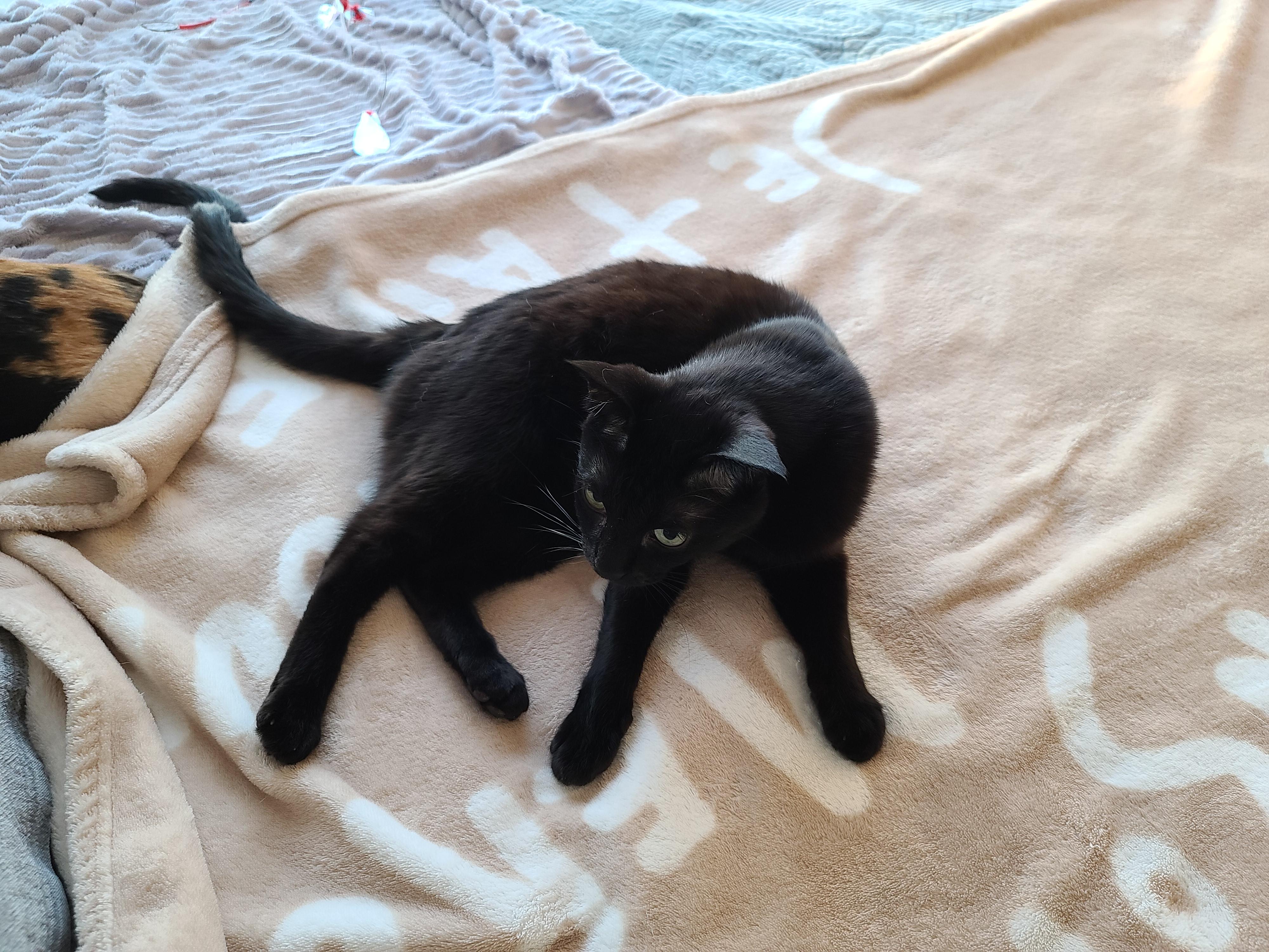 철없는 올블랙고양이 건이