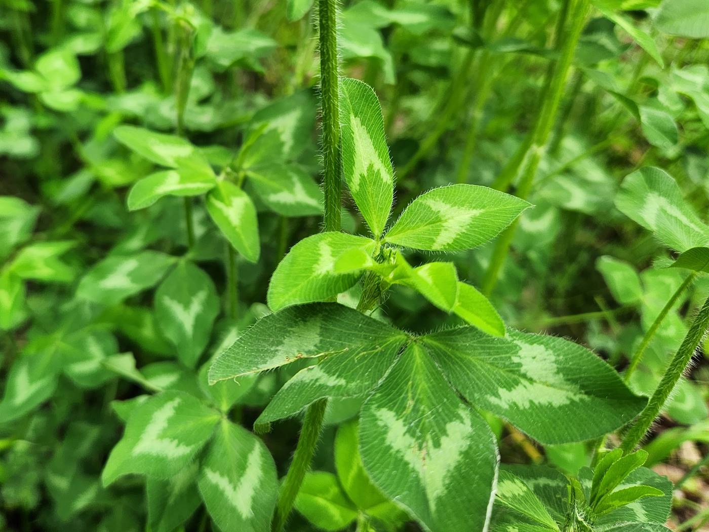 붉은토끼풀 Red Clover
