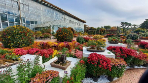 화성_우리꽃식물원_국화전시회