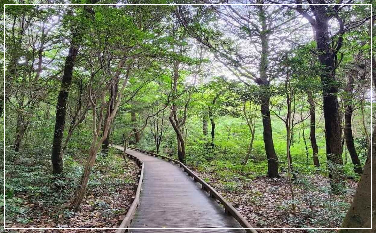 서귀포 가볼만한곳 10곳 서귀포 치유의 숲
