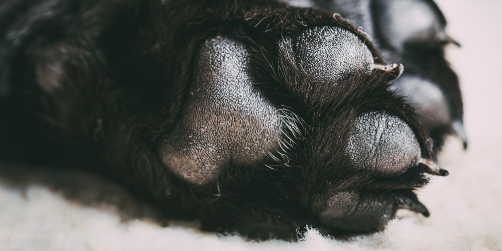 강아지 발톱 감염 3