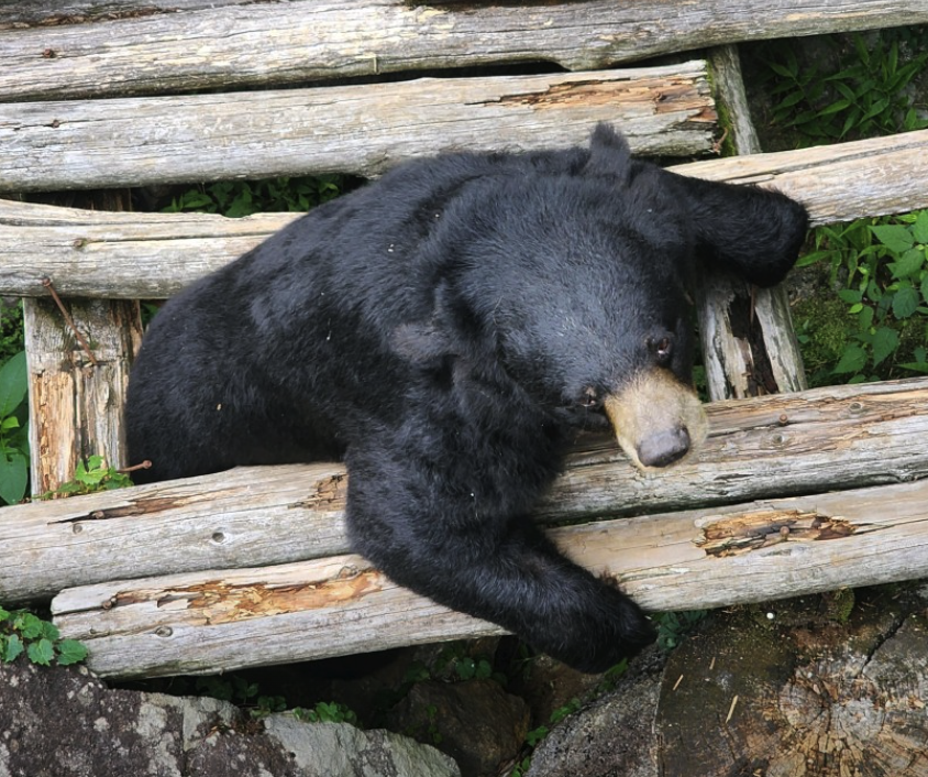 6시 내고향 하동 의신베어빌리지 반달가슴곰 체험 위치 예약 정보