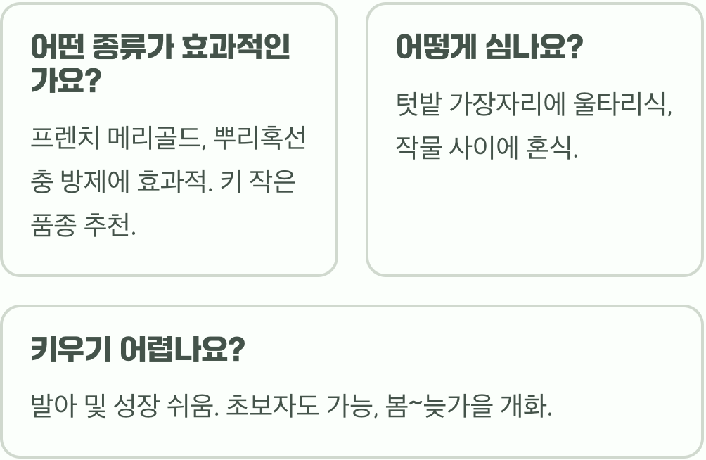 알고 보면 익충 유인 식물, 만수국이 텃밭에 꼭 필요한 이유