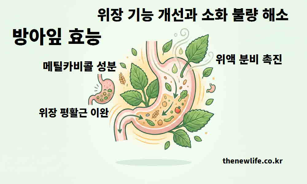 방아잎 효능 위장 기능 개선 소화 불량 해소