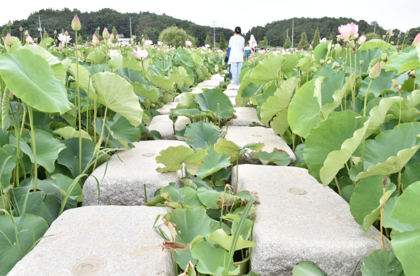 함안 연꽃테마파크, 여름이면 꼭 가봐야 할 연꽃 명소 총정리!