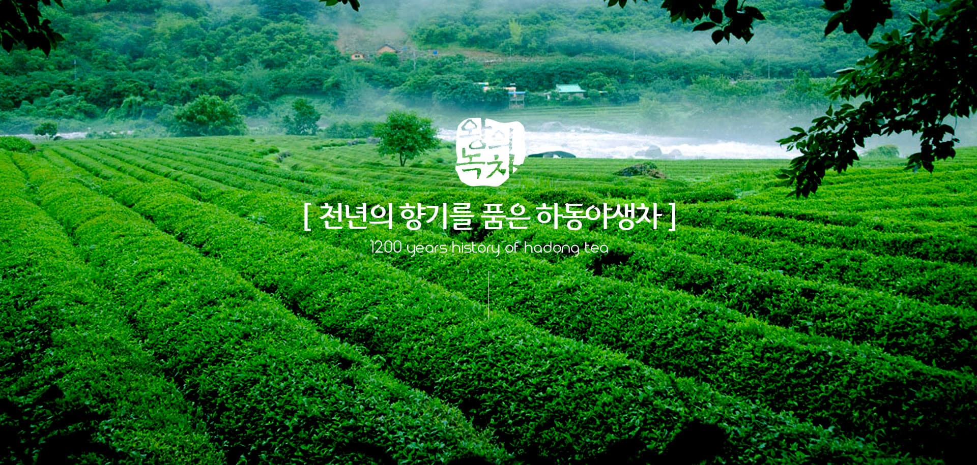 [5월 축제]2025 하동야생차문화축제❘기간, 일정, 체험 프로그램, 공연 정리