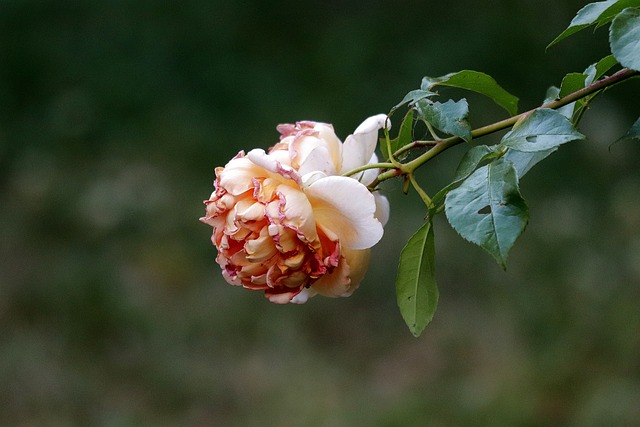 노인심리상담사 자격증 취득방법