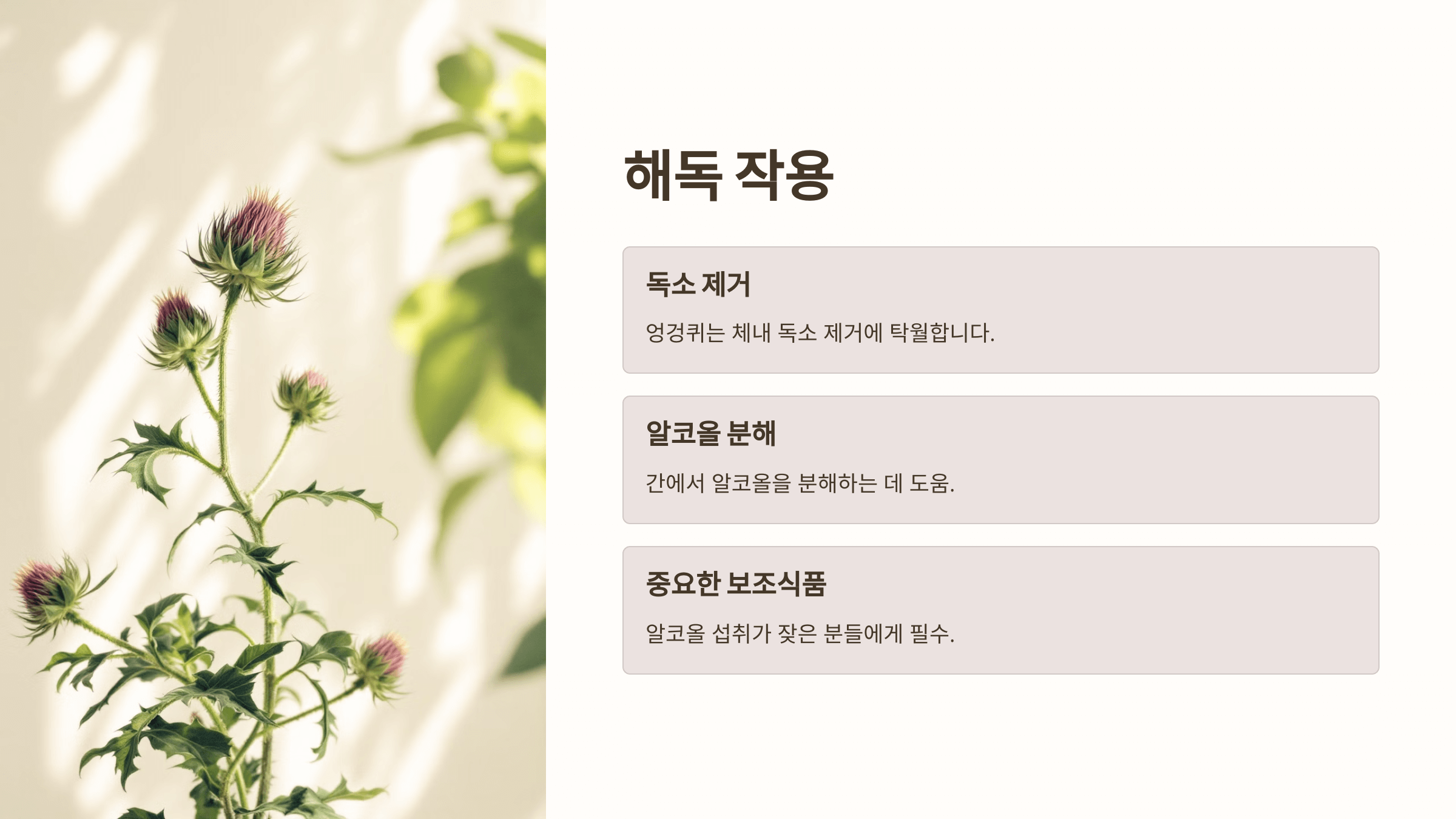 엉겅퀴와 관련된 사진입니다.