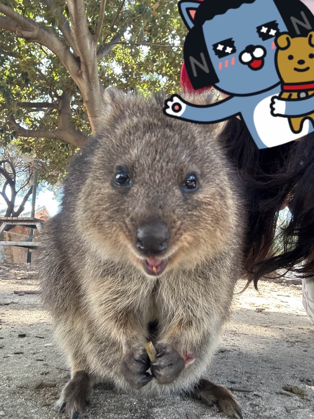 호주 퍼스 여행정보&amp;#44; 쿼카 로트네스트 섬&amp;#44; 칼바리 피나클스 투어