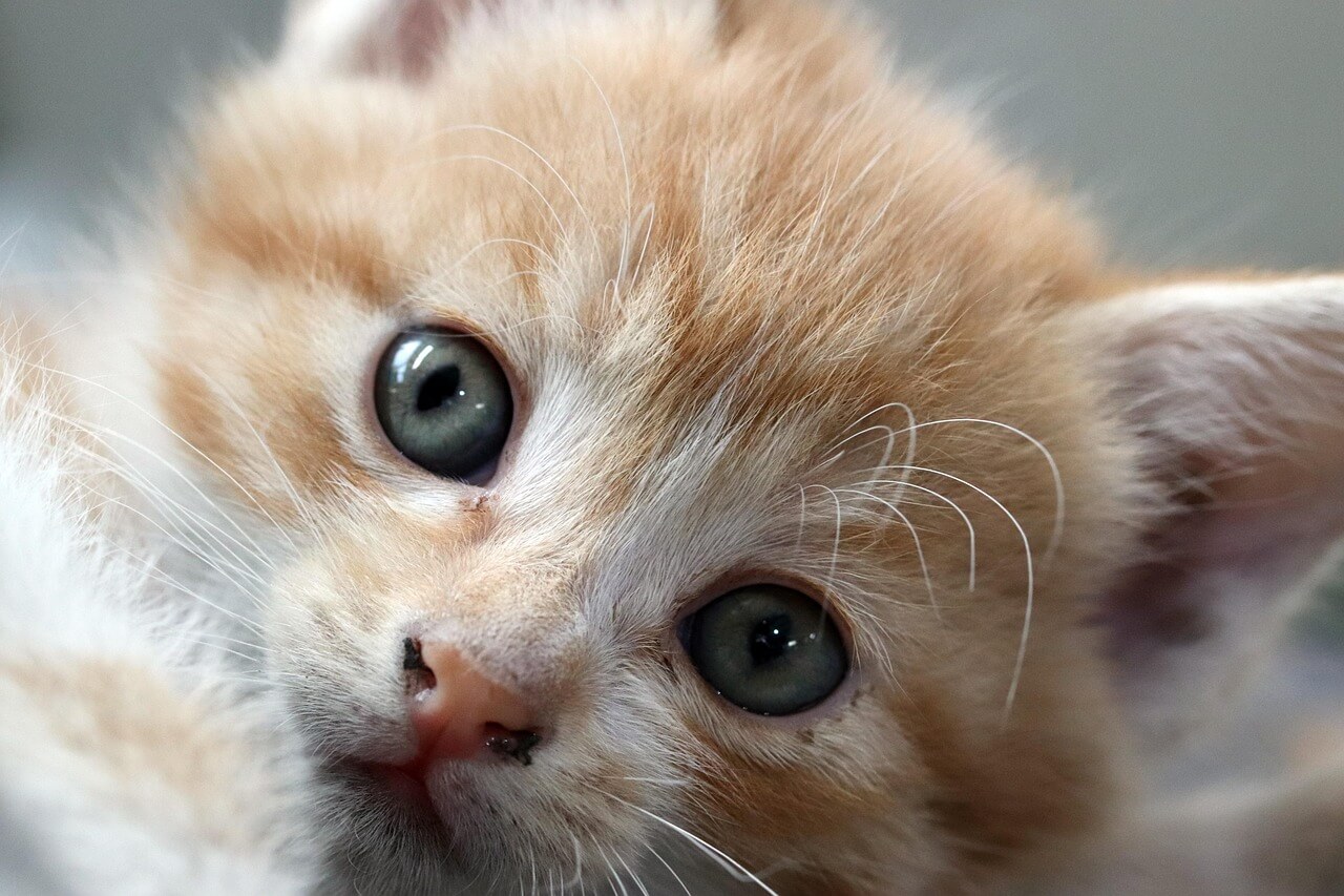 길냥이 밥 주면 법에 걸릴까? &mdash; 길고양이 급식소의 현실과 법적 기준