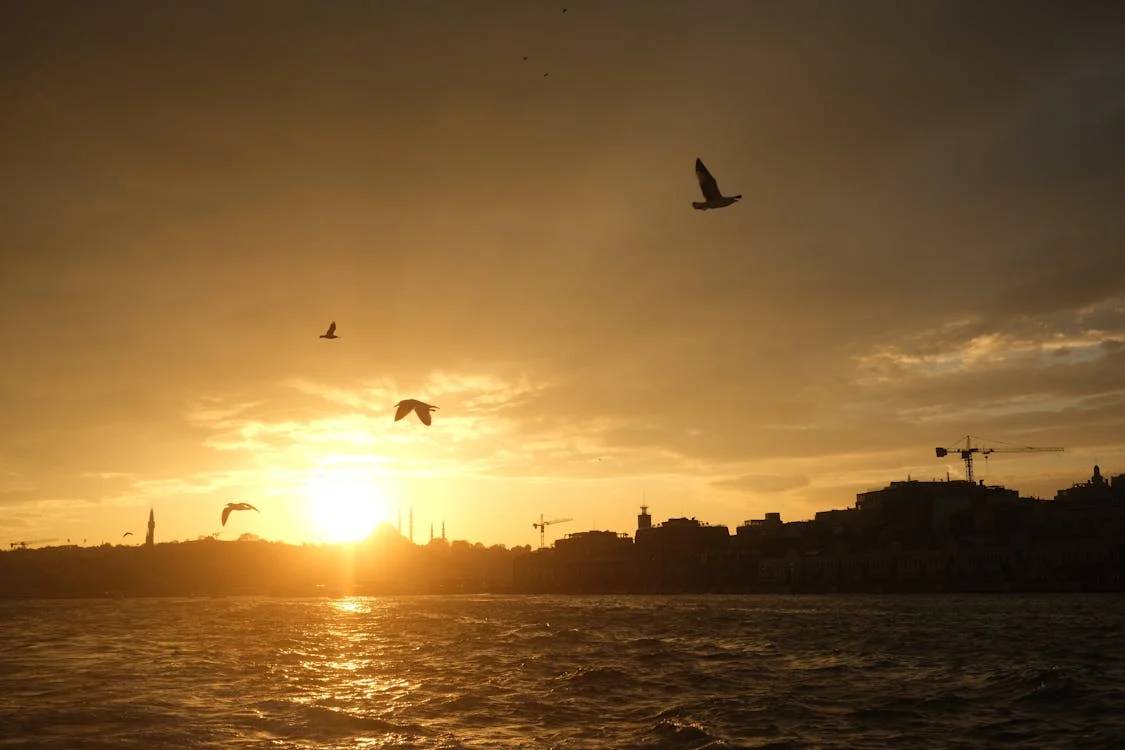 갈매기가 날아다니는 바닷가 일출2 