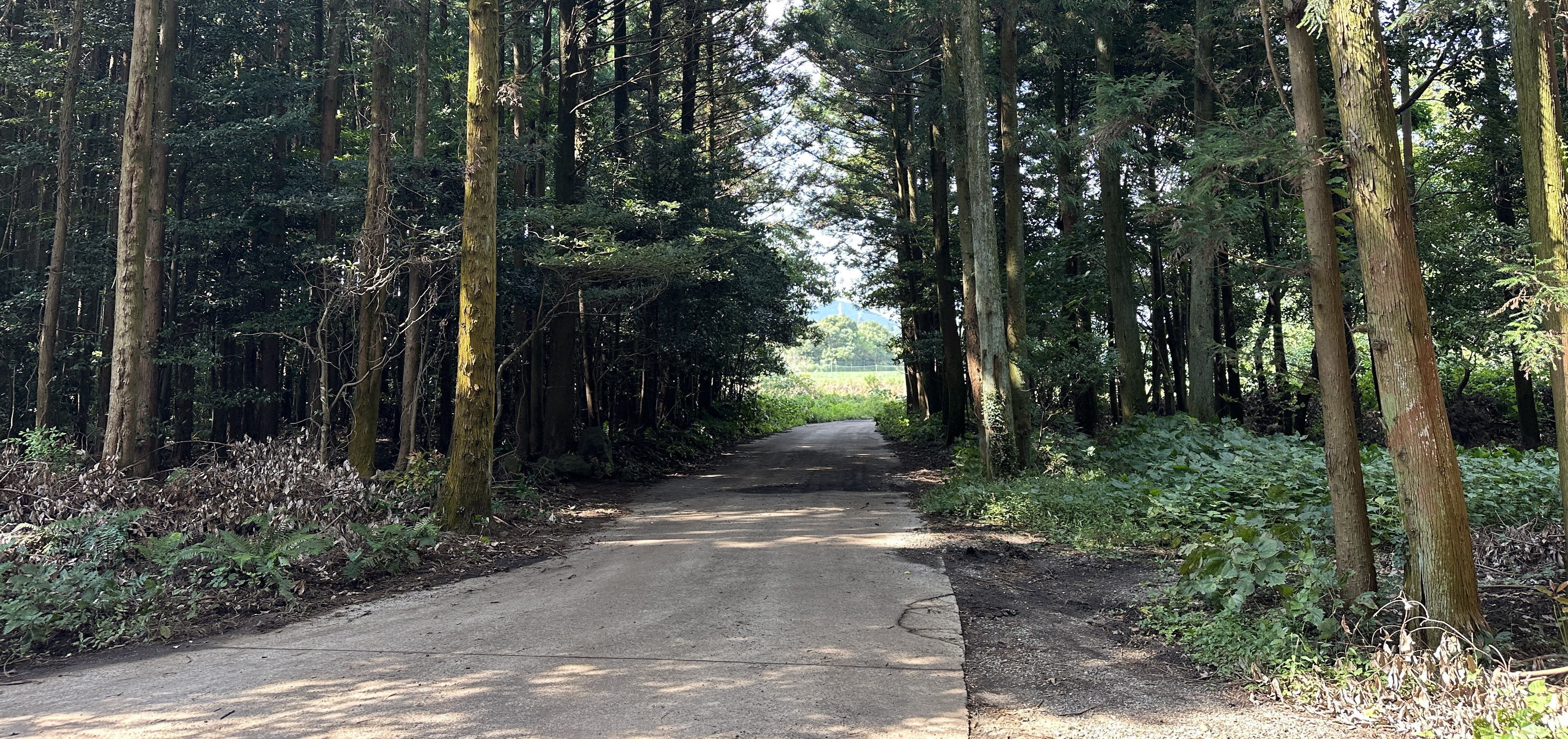 괭이모루 숲길 산책로