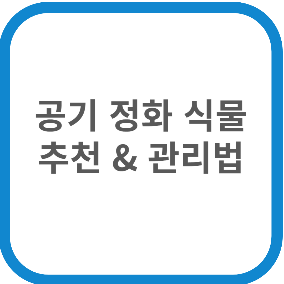 공기 정화 식물 추천 &amp; 관리법