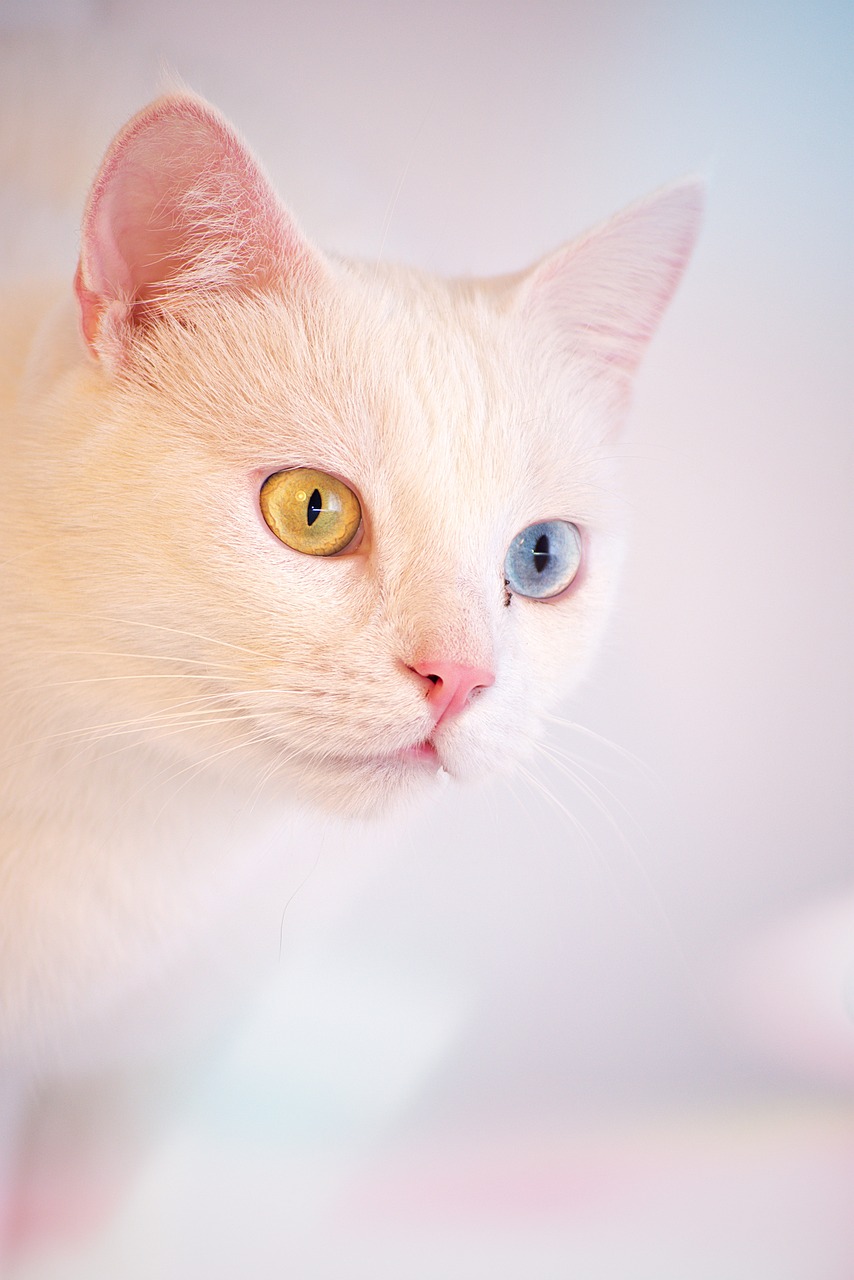 터키쉬 앙고라(Turkish Angora)5
