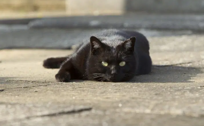 검은 고양이 꿈