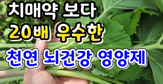 머위-치매-예방-효과