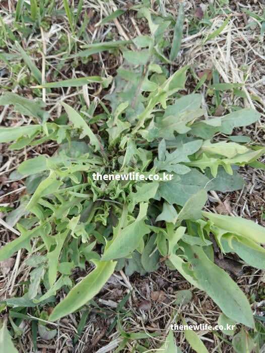 씀바귀와 고들빼기 차이점 성분 시나로사이드