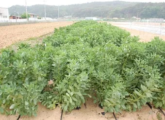 잠두콩 재배 저온 발아 지주 설치 꼬투리 관리_4