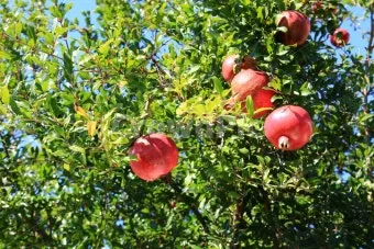 석류 재배 전정 요령 착과 관리 고온 피해 예방_3