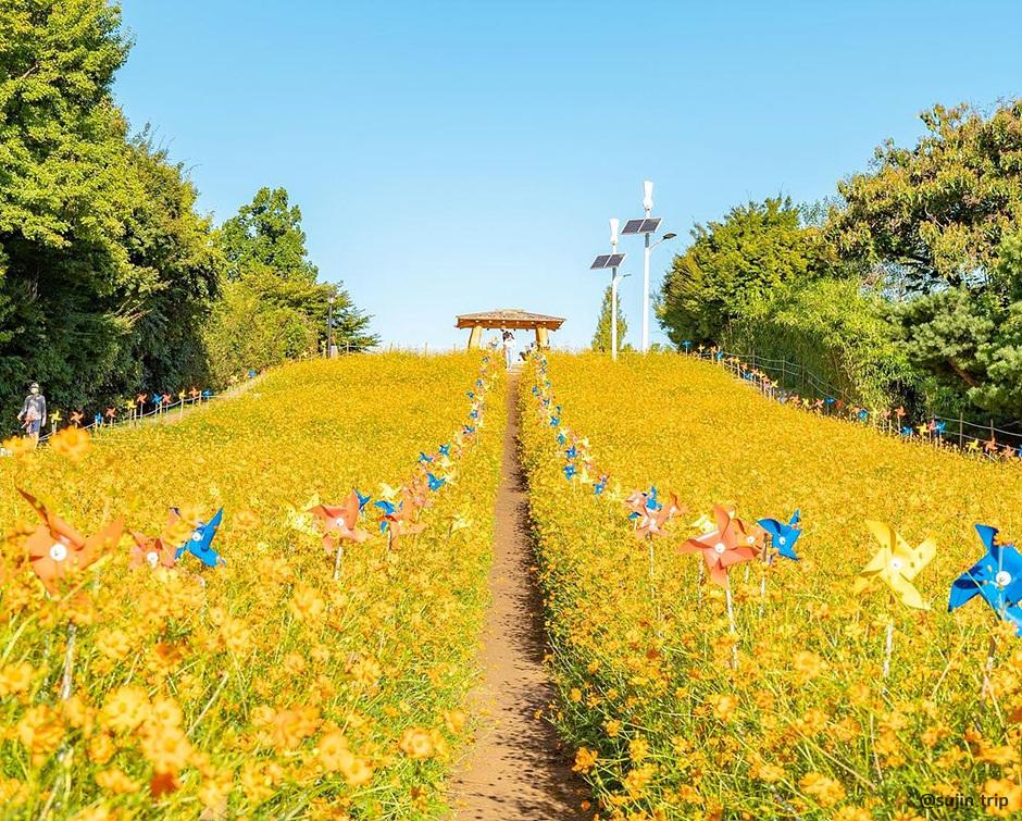 가을 여행지 코스모스 꽃구경 추천 장소