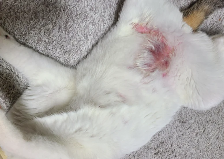 반려동물 저온화상 고양이