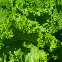 치커리 효능 부작용 뿌리 가루 고르는법 칼로리