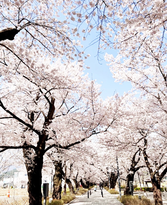 울산 언양 작천정 벚꽃길