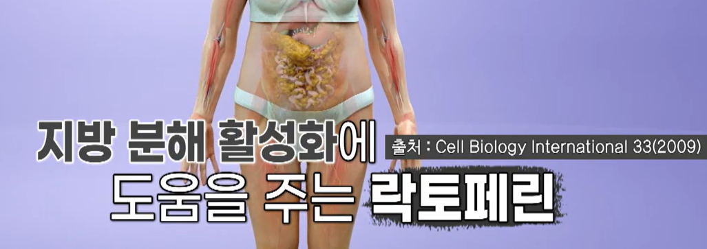 락토페린 효능