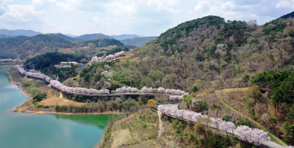 임실-옥정호-10km-벚꽃길-산책길-위치-주차-주변-명소