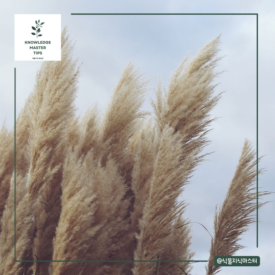 억새? 그거 갈대랑 달라요?
