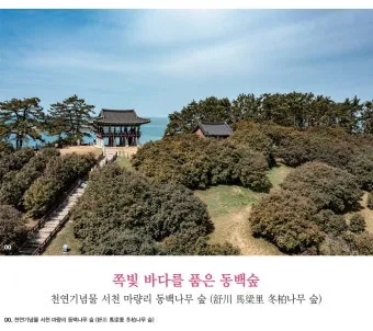 서천 마량리 동백나무 숲 개화 코스_3