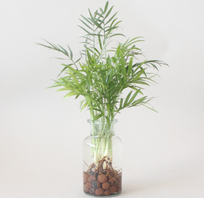 욕실 공기 정화 끝판왕! 키우기 쉬운 수경식물 BEST 8 공개!