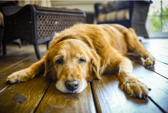 강아지보험요약-펫보험알아보기