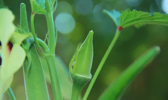 오크라 효능 재배법 손질 수확 요리 보관까지 한눈에 보기_4