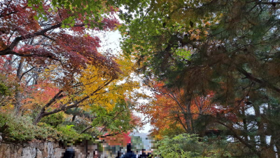 단풍명소_화담숲_자작나무숲