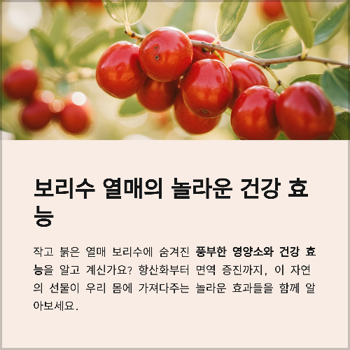 보리수 열매의 놀라운 효능과 효과, 제대로 알아보기