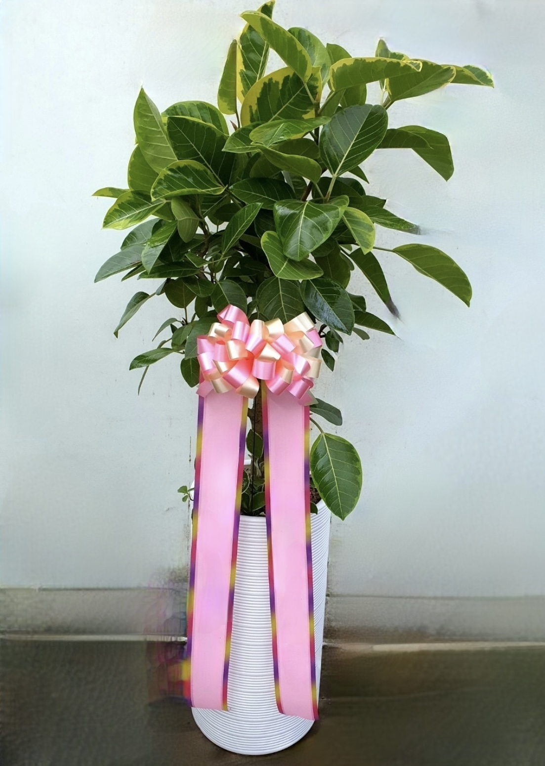 뱅갈고무나무키우기