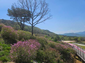 산청 황매산 철쭉축제