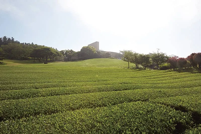 제주 오설록 티뮤지엄 관람 팁과 근처 카페 안내_5