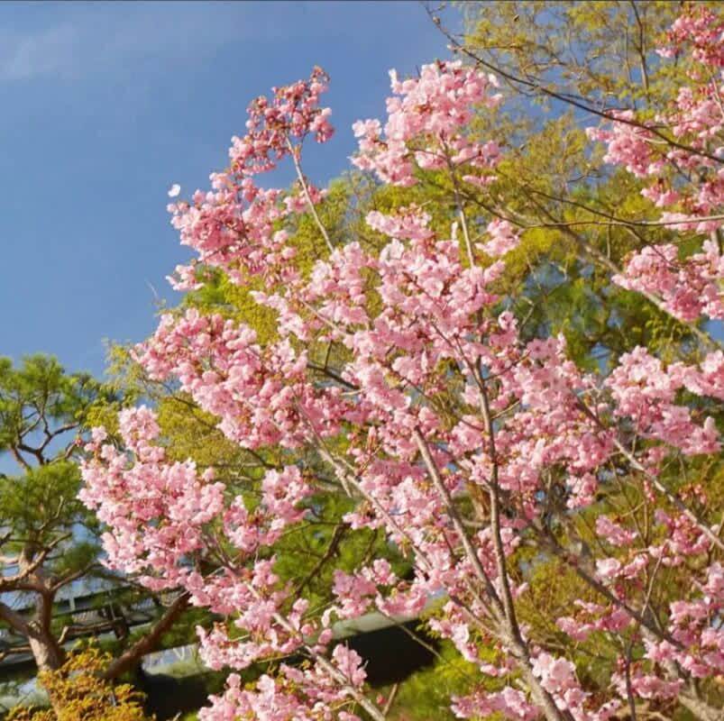 2025 화담숲 벚꽃 예약