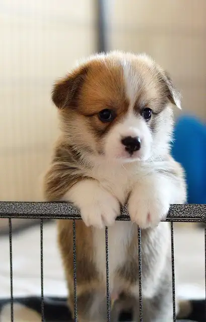 소형견 필독! 강아지 기관지협착증 관리법과 피해야 할 음식