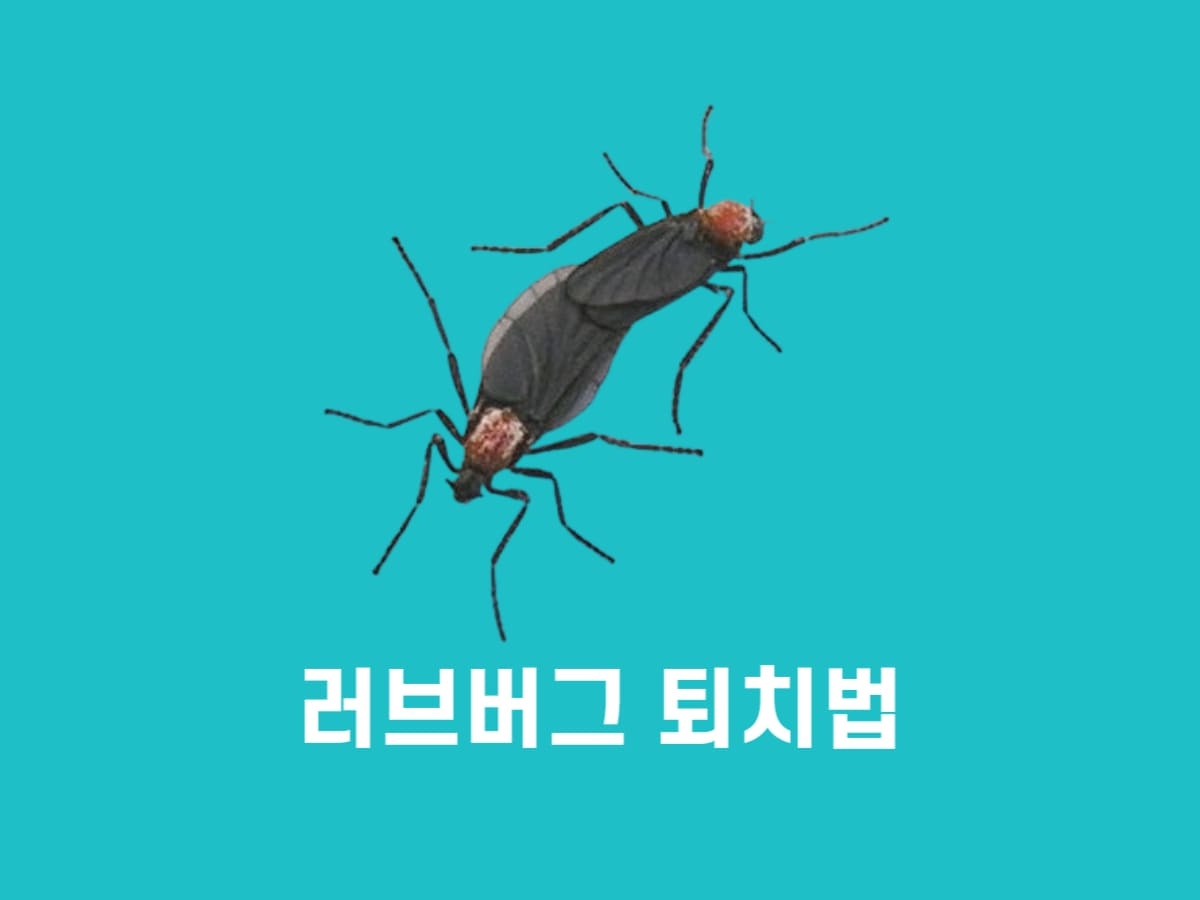 러브버그 퇴치 및 예방법