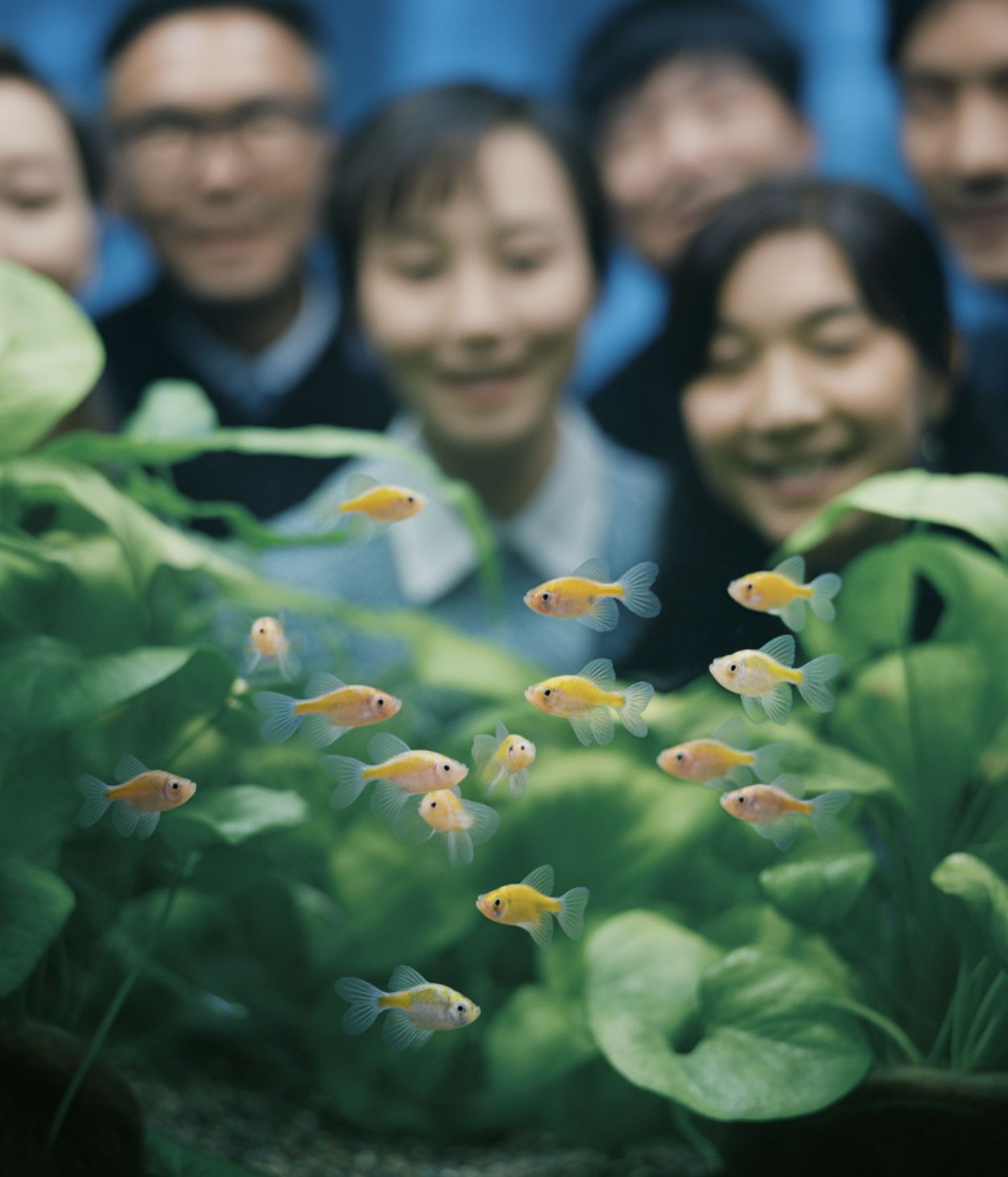 풍선몰리 키우기 A to Z (어항&amp;#44; 먹이&amp;#44; 수질 관리)